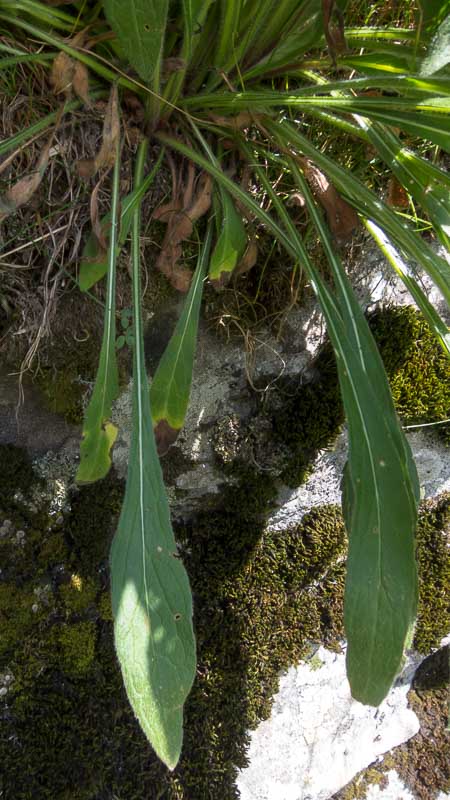 Knautia arvensis / Knautia comune